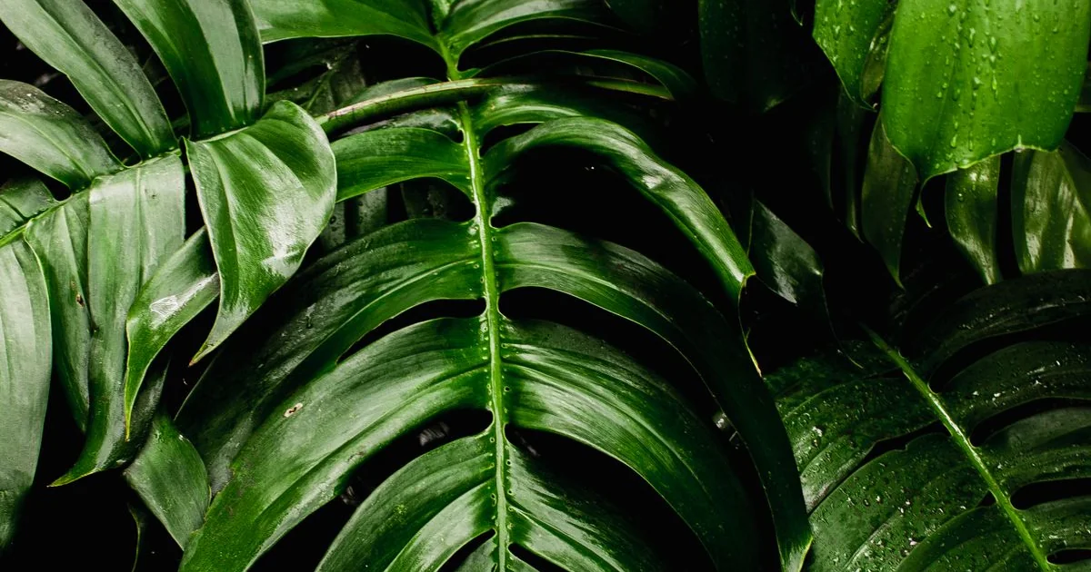 Plantes vertes saines au jardin potager